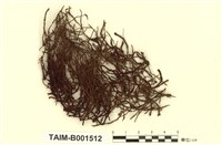 藏品(剪葉蘚屬)的圖片